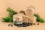 Фото 2 Сибирское варенье - жимолость с черноплодной рябиной в сосновом сиропе, 200 мл.